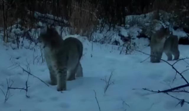 无冕王之争，胜负难分的激烈对抗的简单介绍